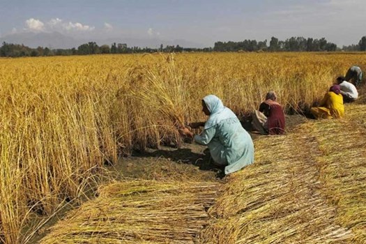 मोदी सरकार कर रही है खरीद गारंटी योजना पर विचार, सभी किसानों को मिलेगा लाभ