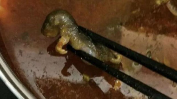 बीजिंग के नामी रेस्टोरेंट में गर्भवती महिला के सूप से निकला मरा हुआ चूहा