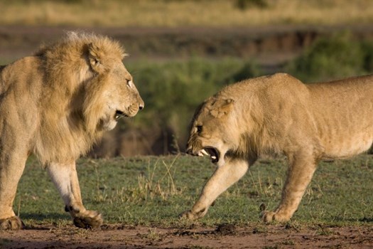 12 साल की शेरनी ने ले ली अपने तीन शावकों के पिता शेर की जान