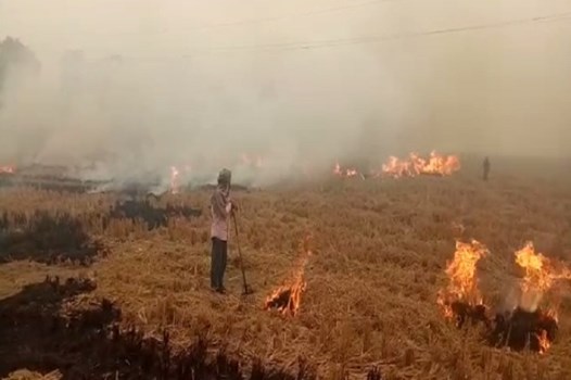 किसानों ने नहीं मानी PM की बात, नरेंद्र मोदी की अपील के बाद भी लगातार जला रहे पराली 