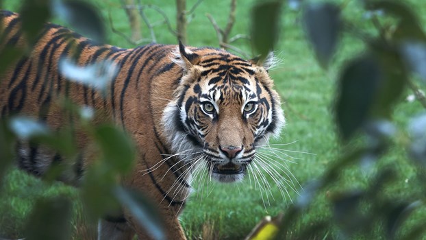 बाघिन की बाघ ने की हत्या, लंदन के चिड़ियाघर में हैरतअंगेज घटना 