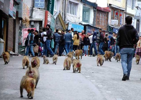 केंद्र सरकार ने शिमला में दी बंदरों को मारने की इजाजत, लेकिन साथ में लगाई एक शर्त