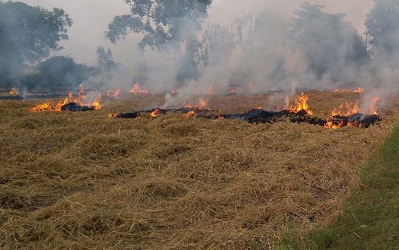 पंजाब सरकार का निर्देश, ठेके पर जमीन देने वाले मालिक अपने खेतों में ना जलने दे पराली