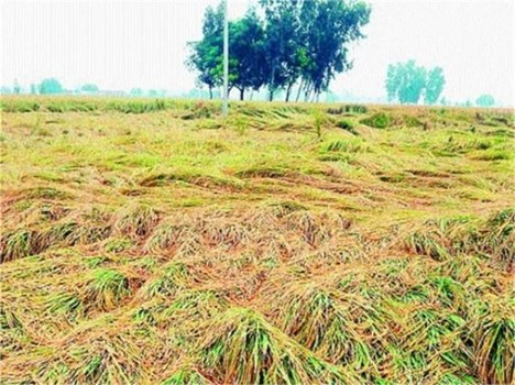 हरियाणा:  कई जिलों में बारिश बनी मुसीबत, फसलों को नुकसान की संभावना 