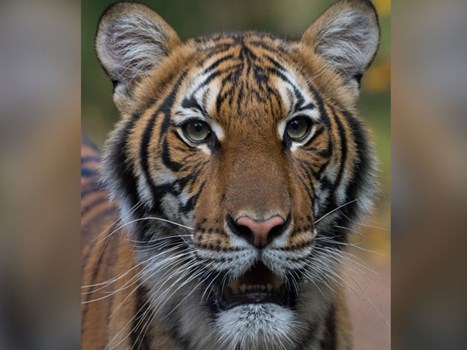 इंसानों के बाद अब जानवरों में भी कोरोना वायरस, न्यूयॉर्क के चिड़ियाघर की बाघिन हुई संक्रमित