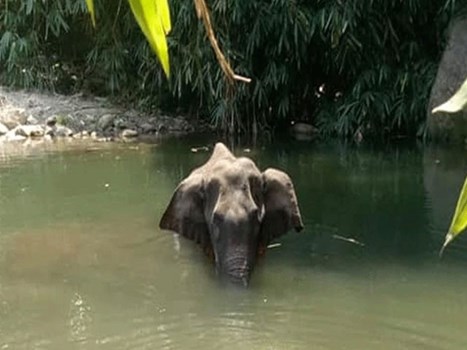 हथिनी की मौत मामले में केरल सरकार ने दिए जांच के आदेश, केंद्र ने मांगी रिपोर्ट