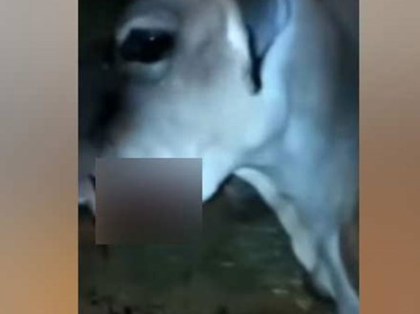 VIDEO : केरल में हथिनी के बाद अब हिमाचल प्रदेश में गर्भवती गाय को खिलाया विस्फोटक, उड़ा जबड़ा