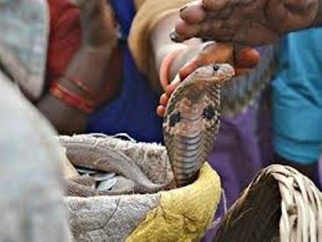 नाग पंचमी पर इन बातों का रखें खास ख्याल, यह हैं शुभ मुहूर्त