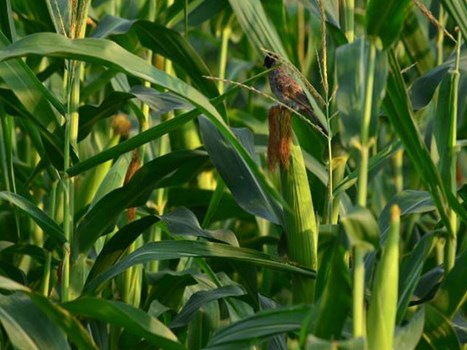हमीरपुर में कीटों के हमले से मक्के की फसल हो रही है बर्बाद, किसान परेशान