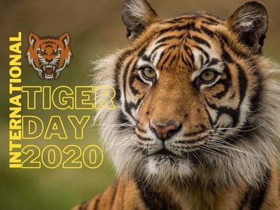International Tiger Day 2020: बाघ दिवस मनाने की कहां से हुई शुरुआत, जानिए दुनिया में कितने हैं बाघ