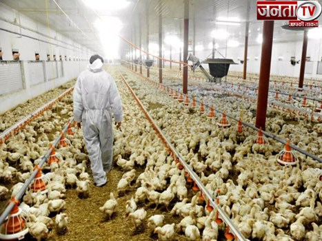 हरियाणा के बरवाला में एक लाख मुर्गियों की मौत से मचा हड़कंप, पोल्ट्री फार्म में आने-जाने पर लगी रोक 