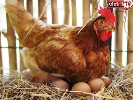 हिमाचल प्रदेश में बर्ड फ्लू के चलते 60 रुपये किलो में भी कोई नहीं खरीद रहा चिकन, कारोबारी परेशान