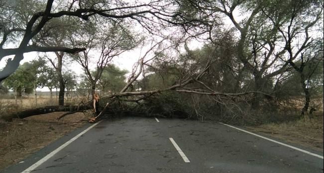 हरियाणा में तूफान का कहर, पेड़ और खंभे गिरने से ट्रांसफार्मर खराब, 2 लोगों की मौत
