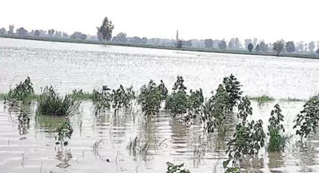 Haryana: कपास के बाद अब धान की फसल भी होने लगी है खराब 