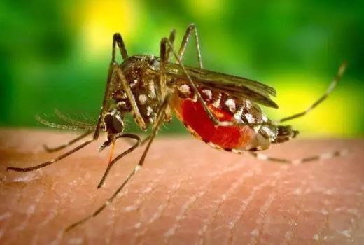 दिल्ली में कोरोना के मुकाबले डेंगू का बढ़ा प्रकोप- अब तक सितंबर में सबसे ज्यादा मामले दर्ज
