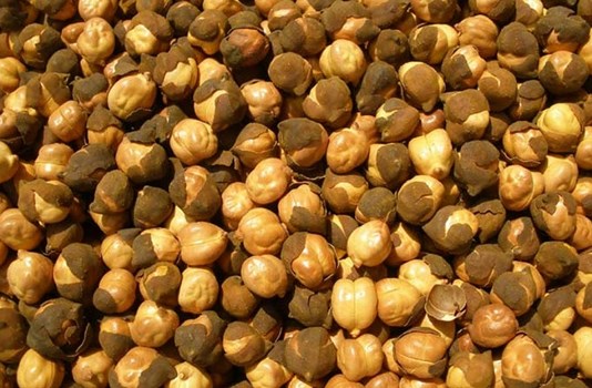 Health Tips: भुने हुए चने खाने से मिलते है ये गजब के फायदे, जानें 