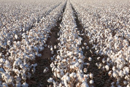 Cotton Prices: कपास के भाव में तेजी, जींद में 7560 रुपये क्विंटल पहुंचे दाम