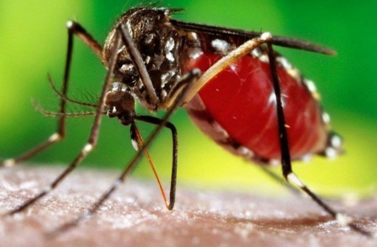 हरियाणा में डेंगू के डंक से दहशत, अस्पताल में बढ़ी पीड़ितों की संख्या