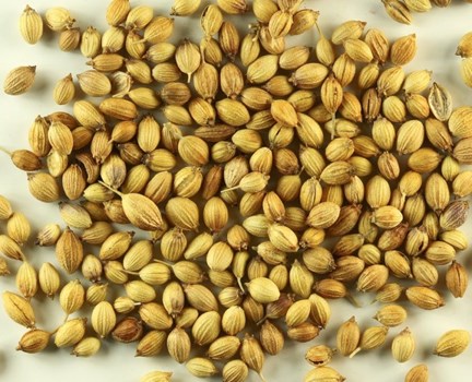 Health Tips: जोड़ों के दर्द से हैं परेशान तो ऐसे करें धनिया का सेवन