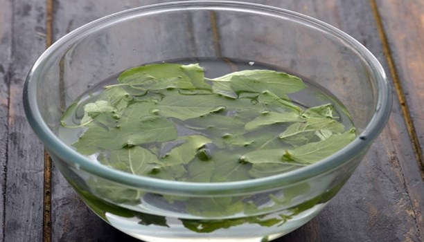 Tulsi Water Benefits: रोजाना खाली पेट करें तुलसी के पानी का सेवन, इन परेशानियों से मिलेगा छुटकारा