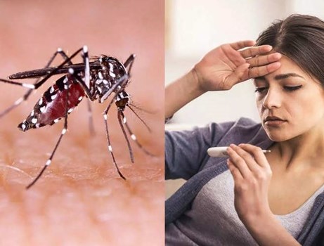 Health Tips: डेंगू बुखार से जल्दी ठीक होने के लिए अपनाएं ये घरेलू नुस्खे