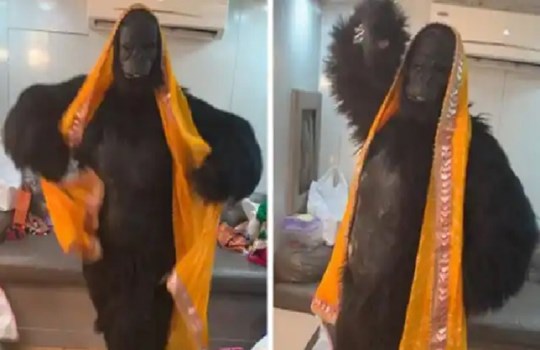 राखी सावंत ने गोरिल्ला बनकर 'चोली के पीछे क्या है' गाने पर गजब का डांस, उर्वशी रौतेला ने किया कमेंट 