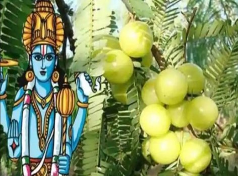 Amla Navami 2021: आंवला नवमी आज, जरुर करें ये उपाय, सुख-सौभाग्य के साथ धन में होगी बढ़ोत्तरी