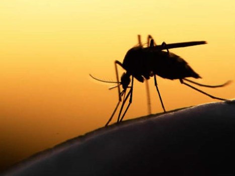 हरियाणा में डेंगू का कहर बरकरार, सात सालों का रिकॉर्ड टूटा