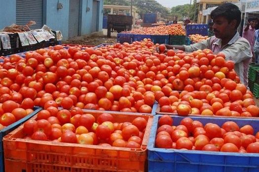 Tomato Prices: पेट्रोल-डीजल के बाद टमाटर में लगी आग, कई जगह 120 रुपये किलो
