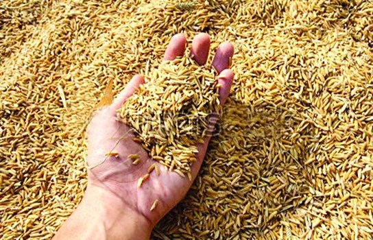 Paddy New Rate : चार साल बाद 1121 धान के भाव ने तोड़ा रिकॉर्ड, और बढ़गा भाव  