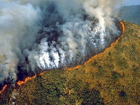 अमेजन वर्षावनों की बर्बादी का कारण बने फैशन और लग्जरी ब्रांड्स, रिपोर्ट में आया सामने