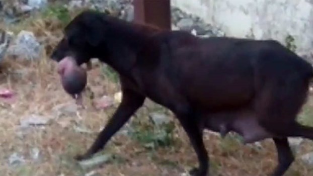 झज्जर जिले में सड़क किनारे भ्रूण को फेंका, कुत्तों ने नोंच खाया