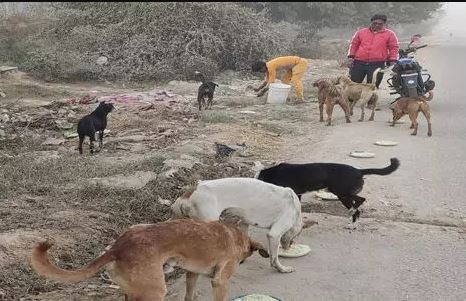 ‍Haryana: किसानों की घर वापसी बाद बेजुबानों पर संकट, गार्डियन ऑफ एंजेल्स ट्रस्ट ने ऐसे की मदद