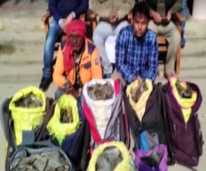 उत्तर प्रदेश STF ने कछुओं की तस्करी करने वाले दो लोगों को किया गिरफ्तार,  7 बैगों में 80 किलो बरामद