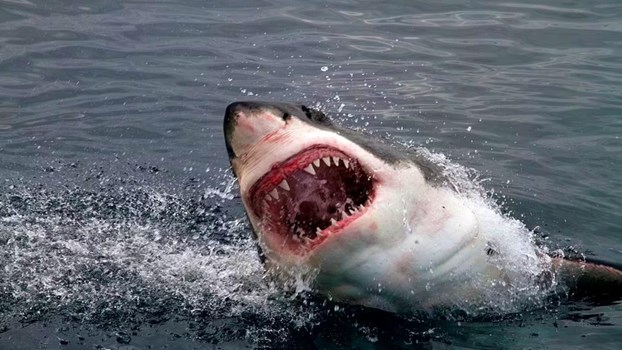 समुद्र में शार्क ने दो टुकड़े कर शख्स को निगला, देखकर सिहर उठे लोग