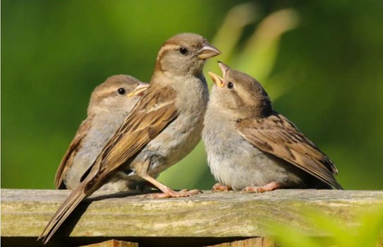 World Sparrow Day 2022: हिमाचल में घर बनाने की नई शैली ने स्पैरो को किया बेघर