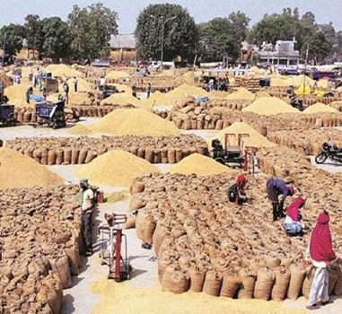 हरियाणा : गेहूं की खरीद शुरू, कहीं किसानों के लिए नहीं कोई प्रबंध तो कहीं मिल रहे अच्छे दाम 