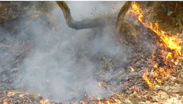 रुद्रप्रयाग: जंगल में जलती तिल्ली फेंकने पर युवक गिरफ्तार, अब तक सात के खिलाफ की गई कार्रवाई