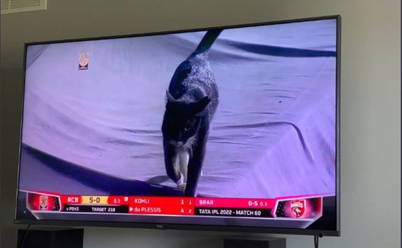 IPL 2022 : RCB की जीत पर पड़ा काली बिल्ली का साया,  कोहली बोले- 'Oh God'