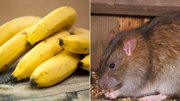 आखिर चूहे क्यों केला देखकर डरते हैं ? यहां जानें वजह