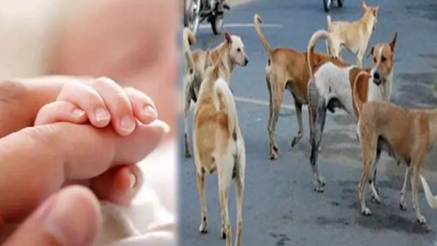 पानीपत : दो दिन के नवजात बच्चे को अस्पताल से उठा ले गया कुत्ता, नोंच-नोंचकर मार डाला