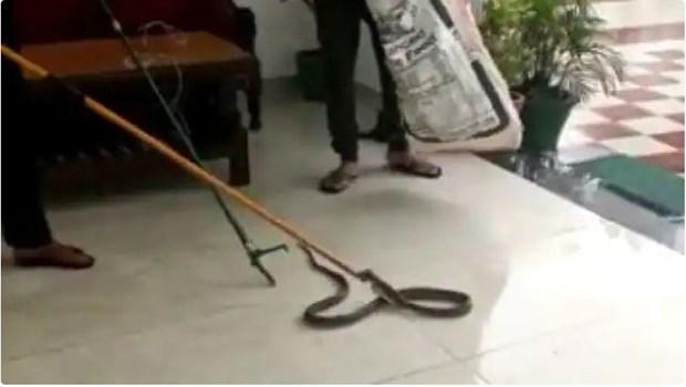 CM धामी के आवास में घुसा काला सांप, वन विभाग ने रेस्क्यू कर जंगल में छोड़ा