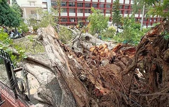 चंडीगढ़: कान्वेंट स्कूल में बच्चों पर गिरा 250 साल पुराना पेड़, एक छात्रा की मौत, 19 घायल