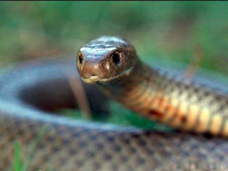 बिलासपुर: प्रशिक्षण देकर घर लौट रहे एचपीसीए के कोच को सांप ने काटा, मौत