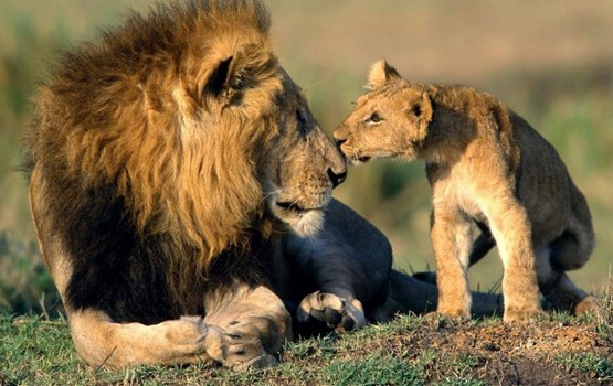 World Lion Day 2022: विश्व शेर दिवस आज, जानें इसका महत्व और इतिहास