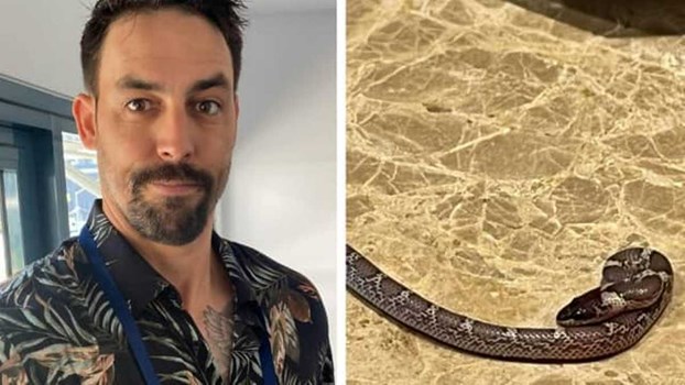 ऑस्ट्रेलियाई क्रिकेटर के होटल रूम में निकला सांप, देखें तस्वीरें