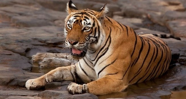 Corbett National Park: कॉर्बेट में पकड़ी गई आदमखोर बाघिन, एक व्यक्ति को बनाया था अपना शिकार