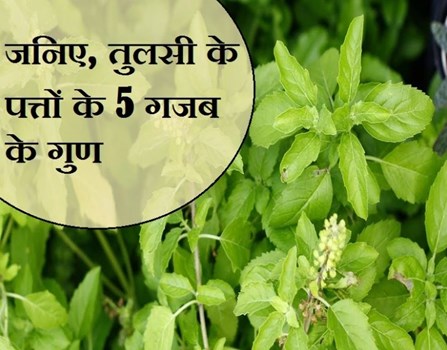 बीमारियों को छू मंतर करती है तुलसी की पत्तियां, सेहत में गजब के फायदे पाने के लिए ऐसे करें उपयोग 