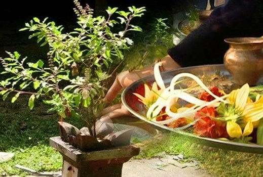 तुलसी पूजा करते समय इन बातों का रखें विशेष ख्याल, नहीं तो उठाना पड़ सकता है नुकसान