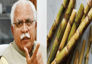 हरियाणा में गन्ने का रेट 10 रुपये बढ़ा,CM मनोहर लाल ने की घोषणा,अब 372 रुपये प्रति क्विंटल हुआ भाव